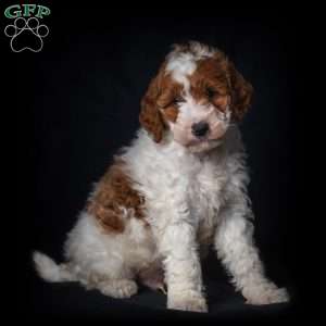 Trig, Mini Goldendoodle Puppy