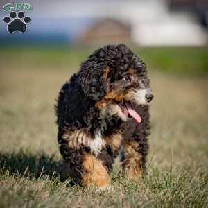 Gaby, Mini Bernedoodle Puppy