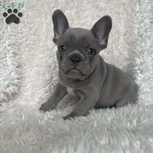 Gracie, French Bulldog Puppy