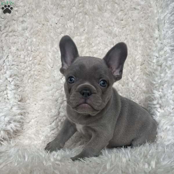 Gracie, French Bulldog Puppy