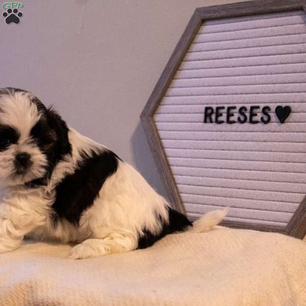 Reese’s, Shih Tzu Puppy