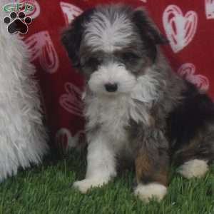 Kyra, Aussiedoodle Puppy