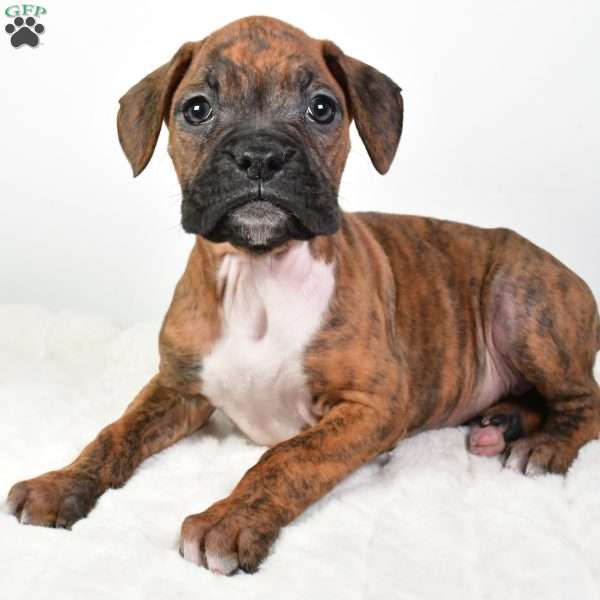 Harper, Boxer Puppy