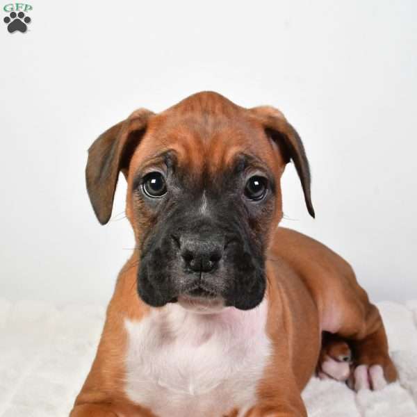 Lilly, Boxer Puppy