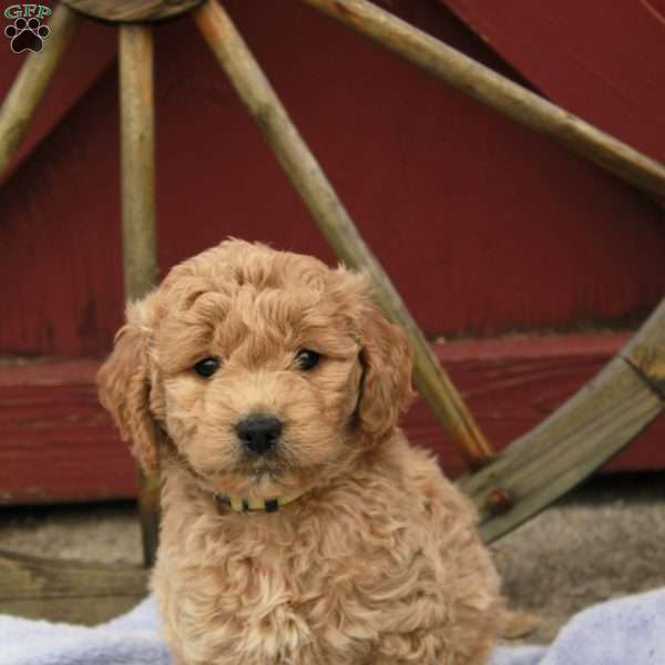 Zuzu, Goldendoodle Puppy