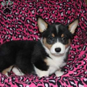 Pepper, Pembroke Welsh Corgi Puppy