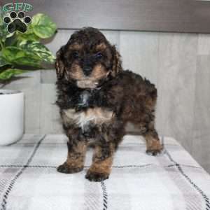 Jolly, Miniature Poodle Puppy