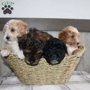 Jolly, Miniature Poodle Puppy