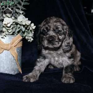 Lacey, Cocker Spaniel Puppy