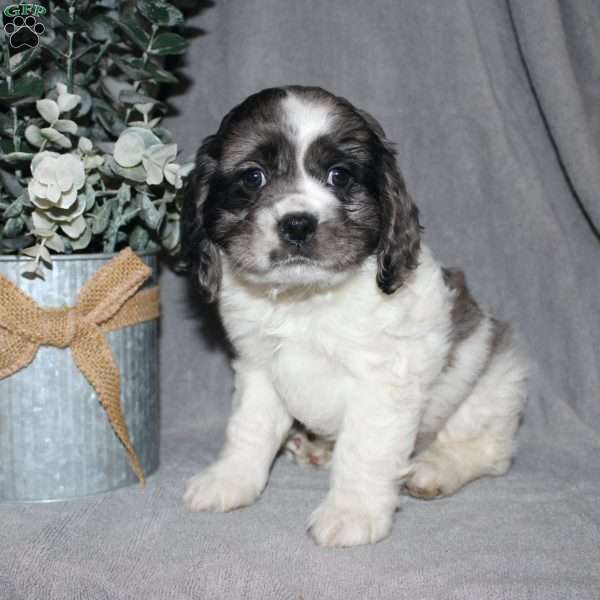 Lucas, Cocker Spaniel Puppy