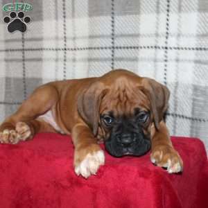 Snoopy, Boxer Puppy