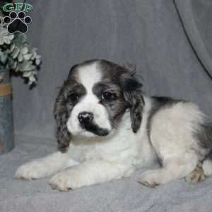 Lucy, Cocker Spaniel Puppy