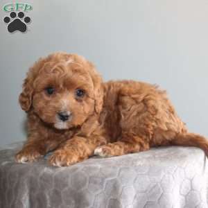 Joanna, Mini Aussiedoodle Puppy