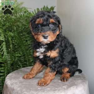 Julie, Mini Aussiedoodle Puppy