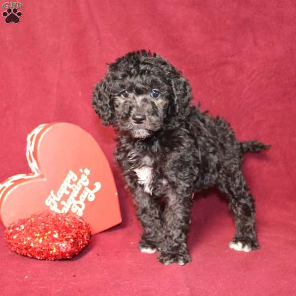 Buddy, Mini Goldendoodle Puppy