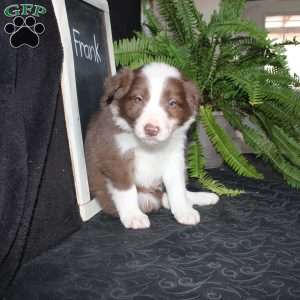 Frank, Border Collie Puppy