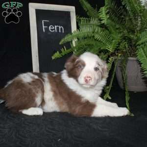 Fern, Border Collie Puppy