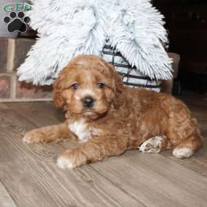 Katie, Cockapoo Puppy