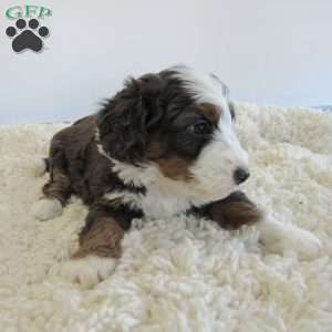 Travis, Mini Bernedoodle Puppy