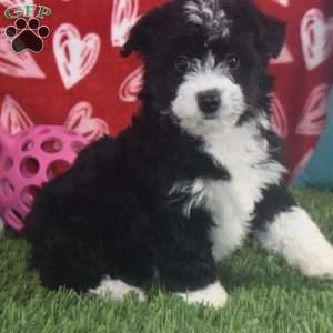 Princess, Aussiedoodle Puppy