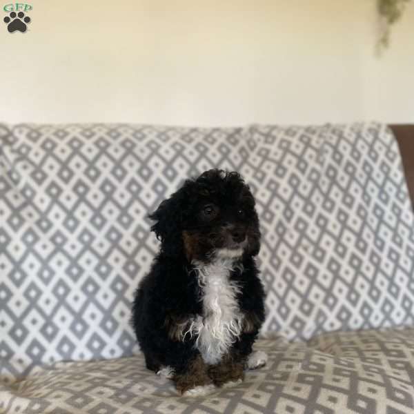 Monty, Mini Bernedoodle Puppy