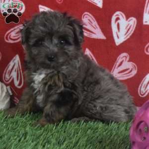 Sasha, Aussiedoodle Puppy