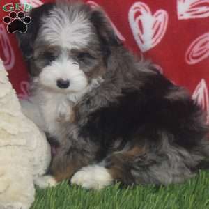 Kyra, Aussiedoodle Puppy