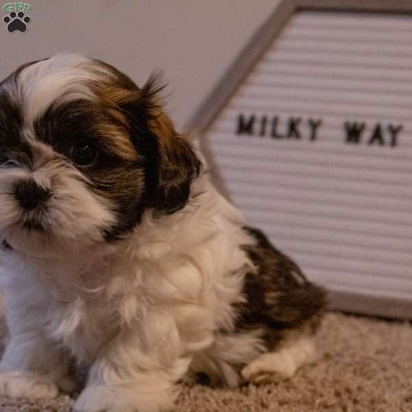 Milky Way, Shih Tzu Puppy