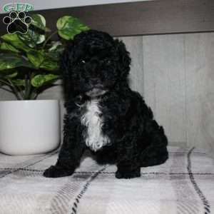 Molly, Miniature Poodle Puppy