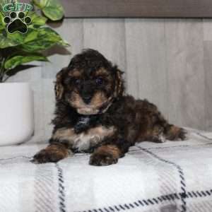 Jolly, Miniature Poodle Puppy