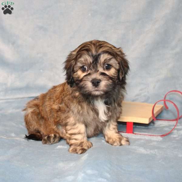 Archie, Teddy Bear Puppy