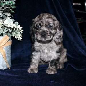 Lacey, Cocker Spaniel Puppy