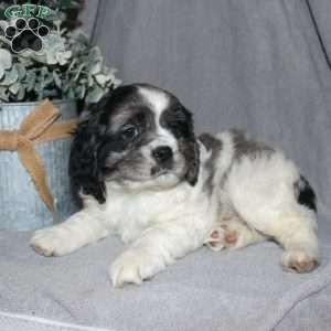 Lucas, Cocker Spaniel Puppy