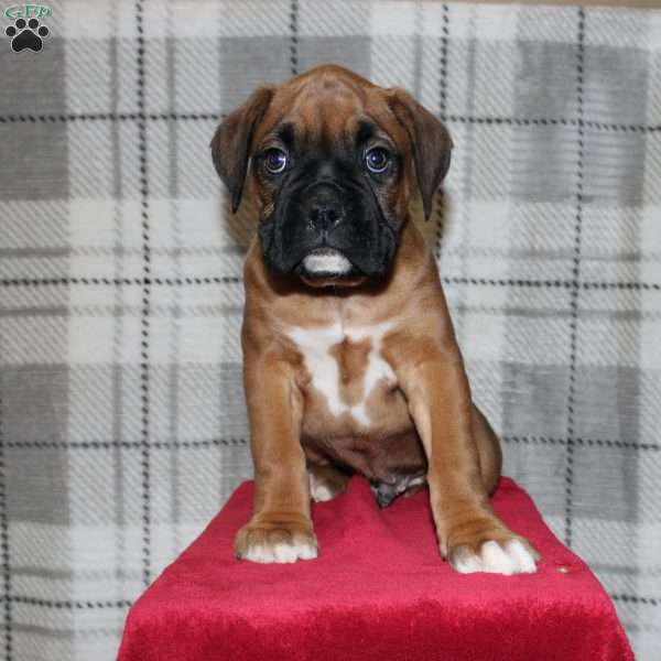 Samson, Boxer Puppy