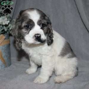 Lucy, Cocker Spaniel Puppy