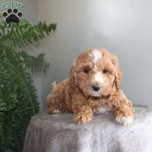 Janey, Mini Aussiedoodle Puppy