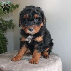 Julie, Mini Aussiedoodle Puppy