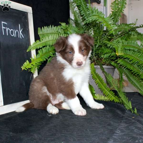 Frank, Border Collie Puppy