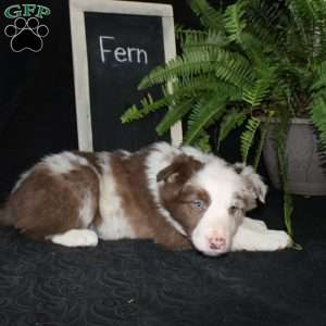 Fern, Border Collie Puppy