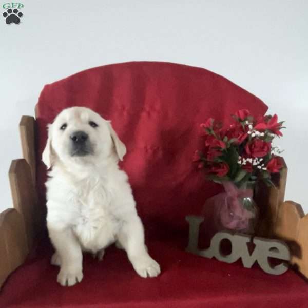 Jasper, English Cream Golden Retriever Puppy