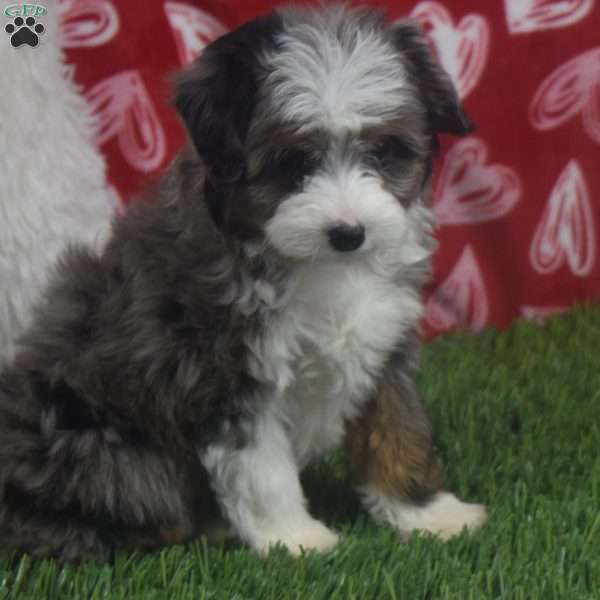 Kyra, Aussiedoodle Puppy