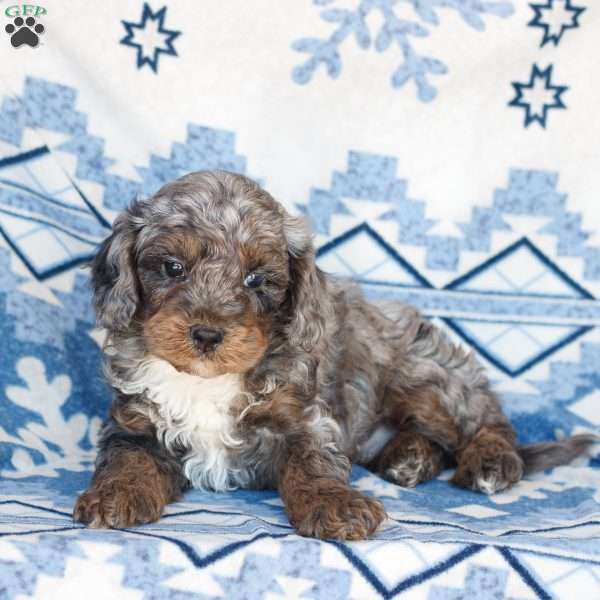 Oliver, Cavapoo Puppy