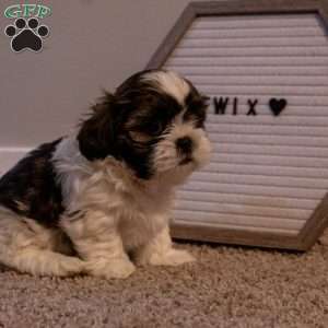 Twix, Shih Tzu Puppy