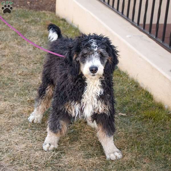 Gordon, Mini Bernedoodle Puppy