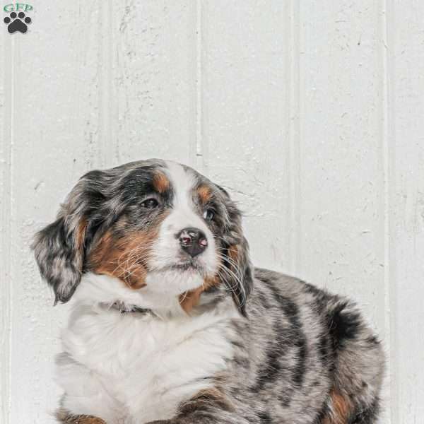 Sophia, Mini Bernedoodle Puppy