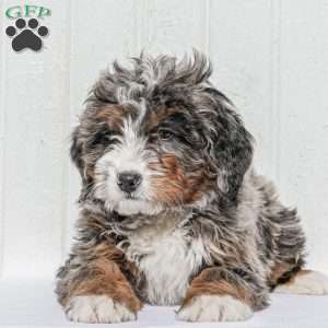 Aden, Mini Bernedoodle Puppy