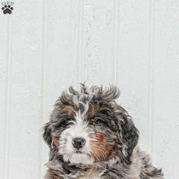 Aden, Mini Bernedoodle Puppy