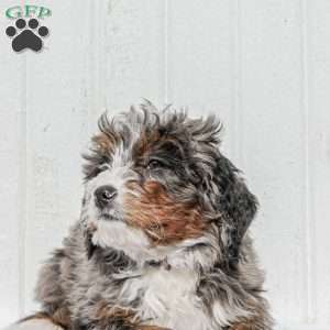 Aden, Mini Bernedoodle Puppy