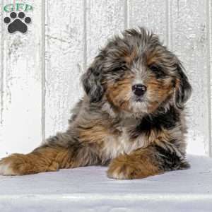 Arie, Mini Bernedoodle Puppy