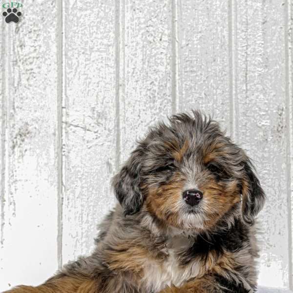 Arie, Mini Bernedoodle Puppy